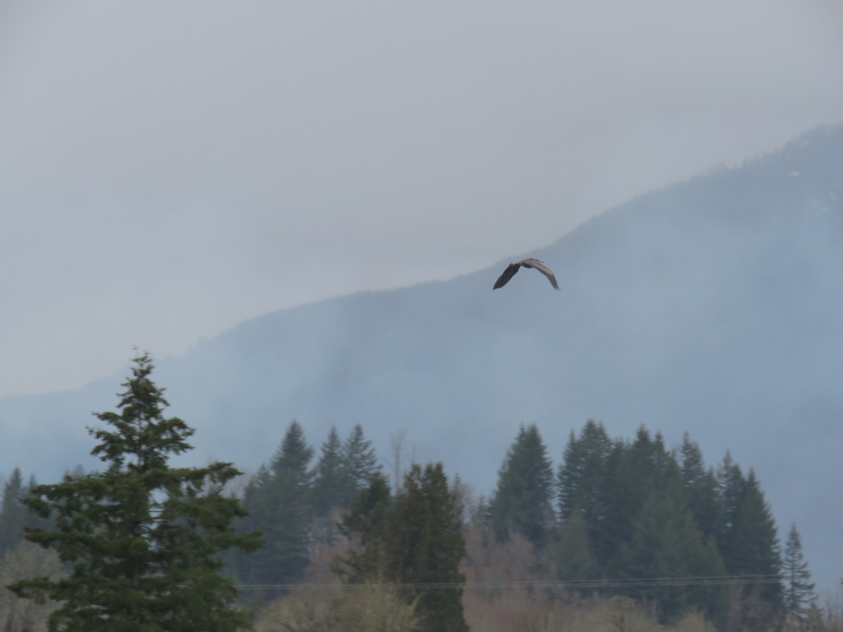 Great Blue Heron - ML426194541