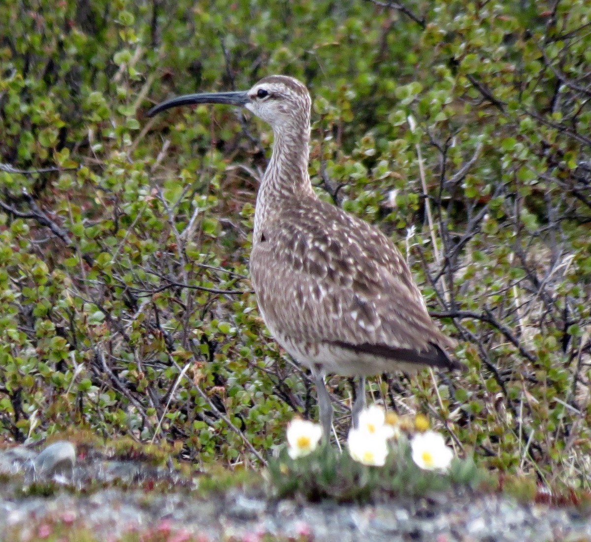 Whimbrel - Peter Blancher