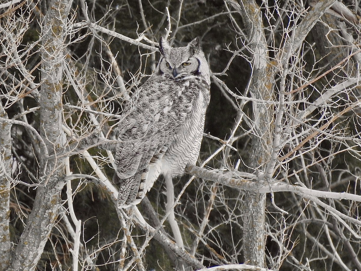 Great Horned Owl - ML426195141