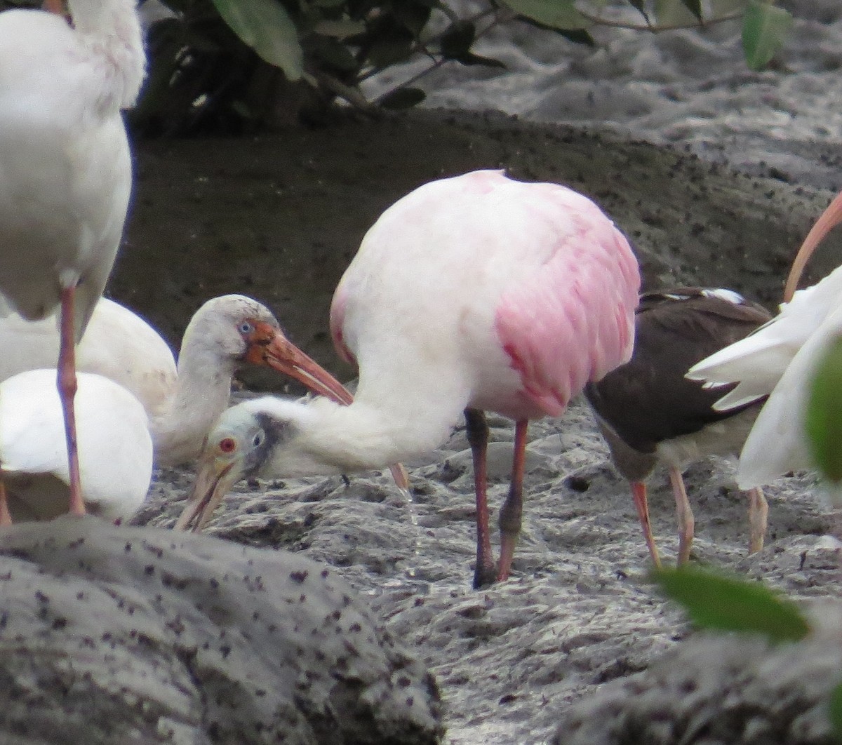 Roseate Spoonbill - ML42619541