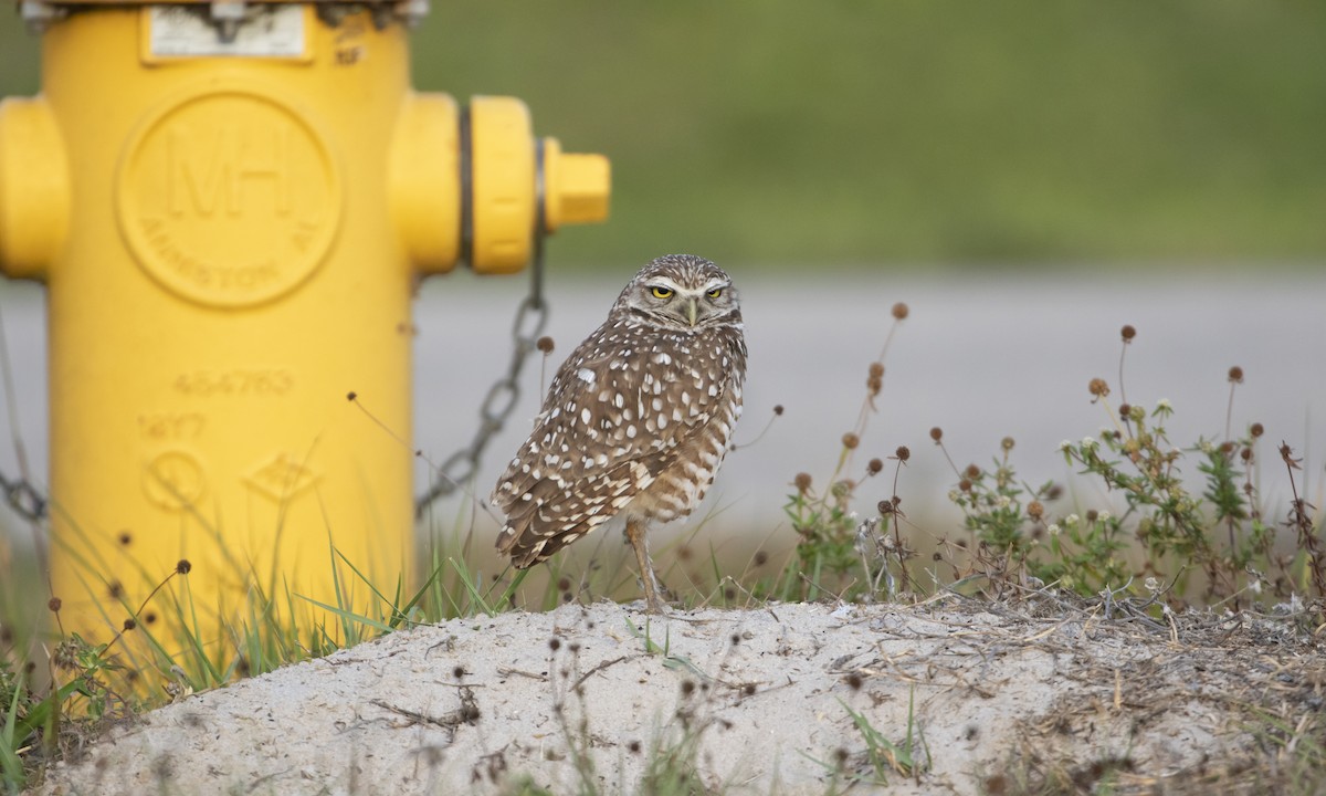 Burrowing Owl (Florida) - Heather Wolf
