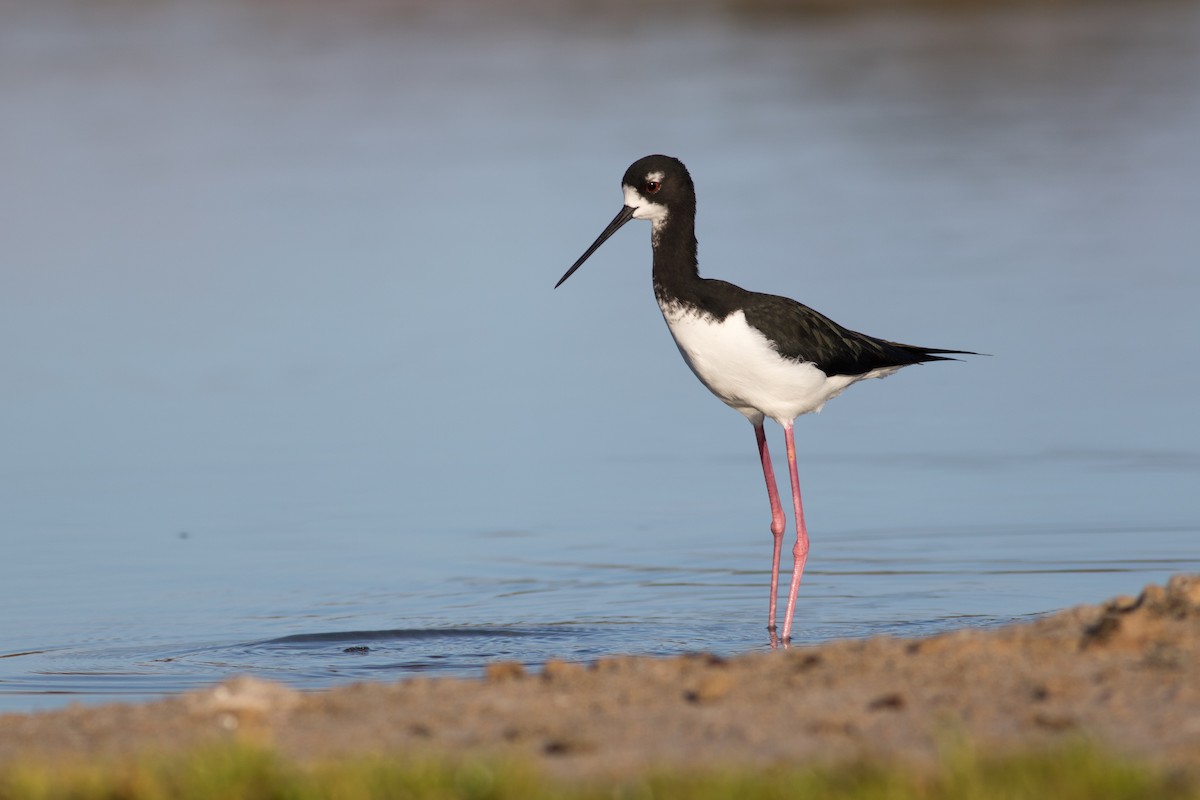 Black-necked Stilt - Evan Griffis