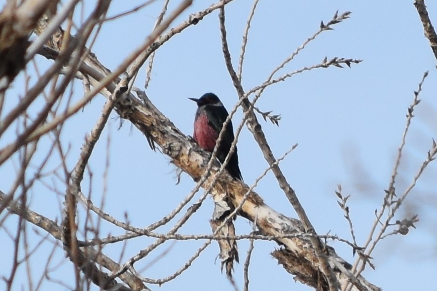 Lewis's Woodpecker - Joanna  Kane