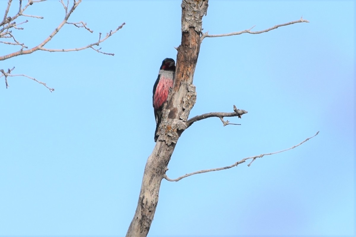 Lewis's Woodpecker - ML426196321