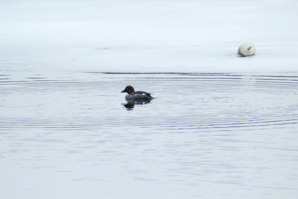 Алаг шунгаач - ML426196351