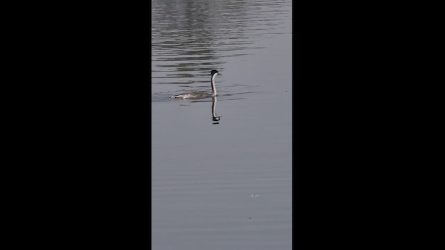 Western Grebe - ML426196631