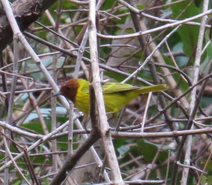 Yellow Warbler (Mangrove) - ML42619671