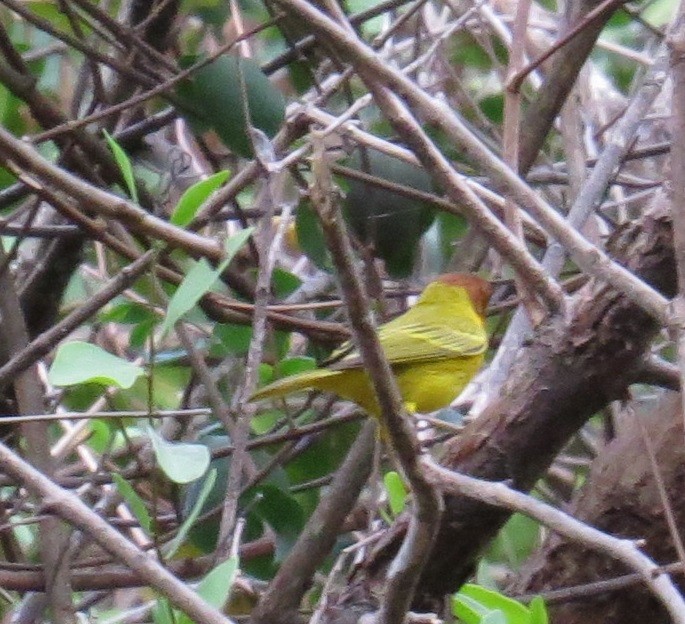 Yellow Warbler (Mangrove) - ML42619681