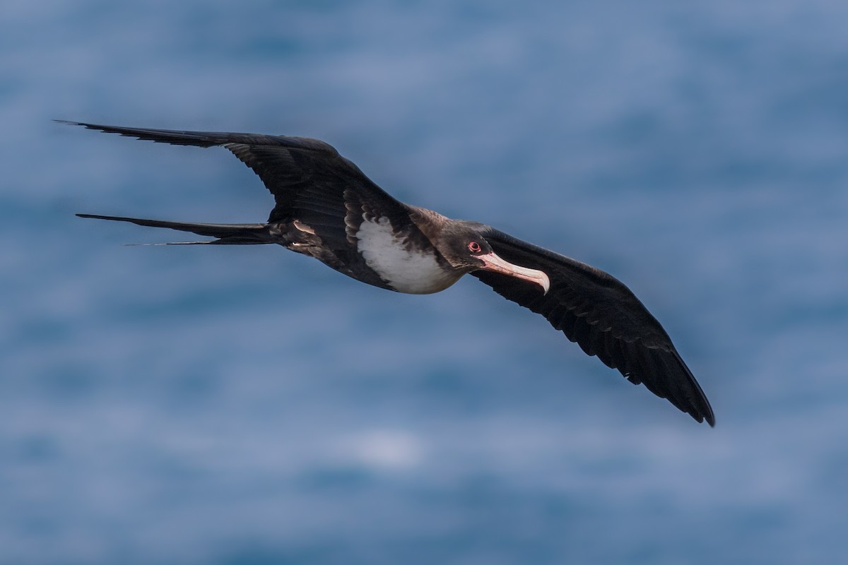 Great Frigatebird - ML426197611