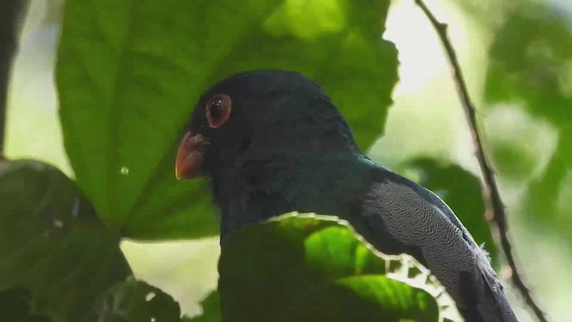 Gri Kuyruklu Trogon - ML426198761