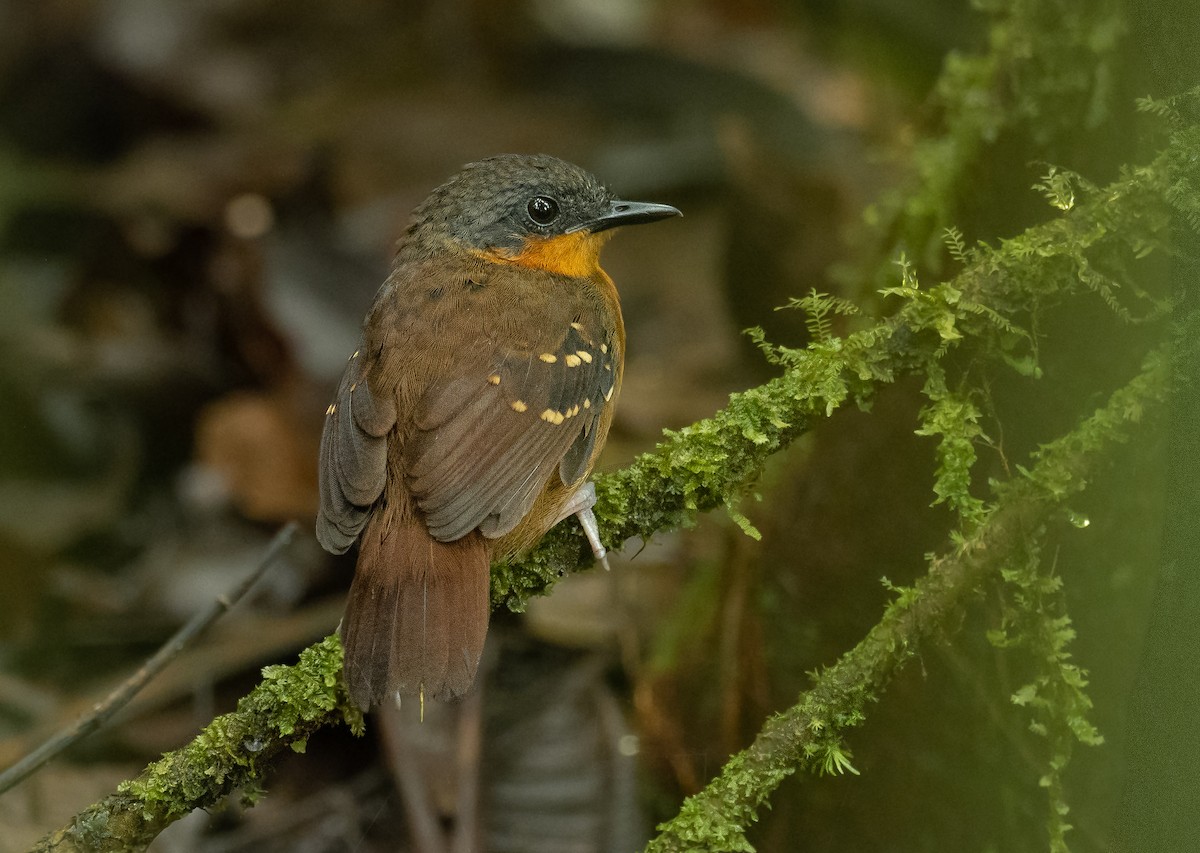 Zimmer's Antbird - ML426199431