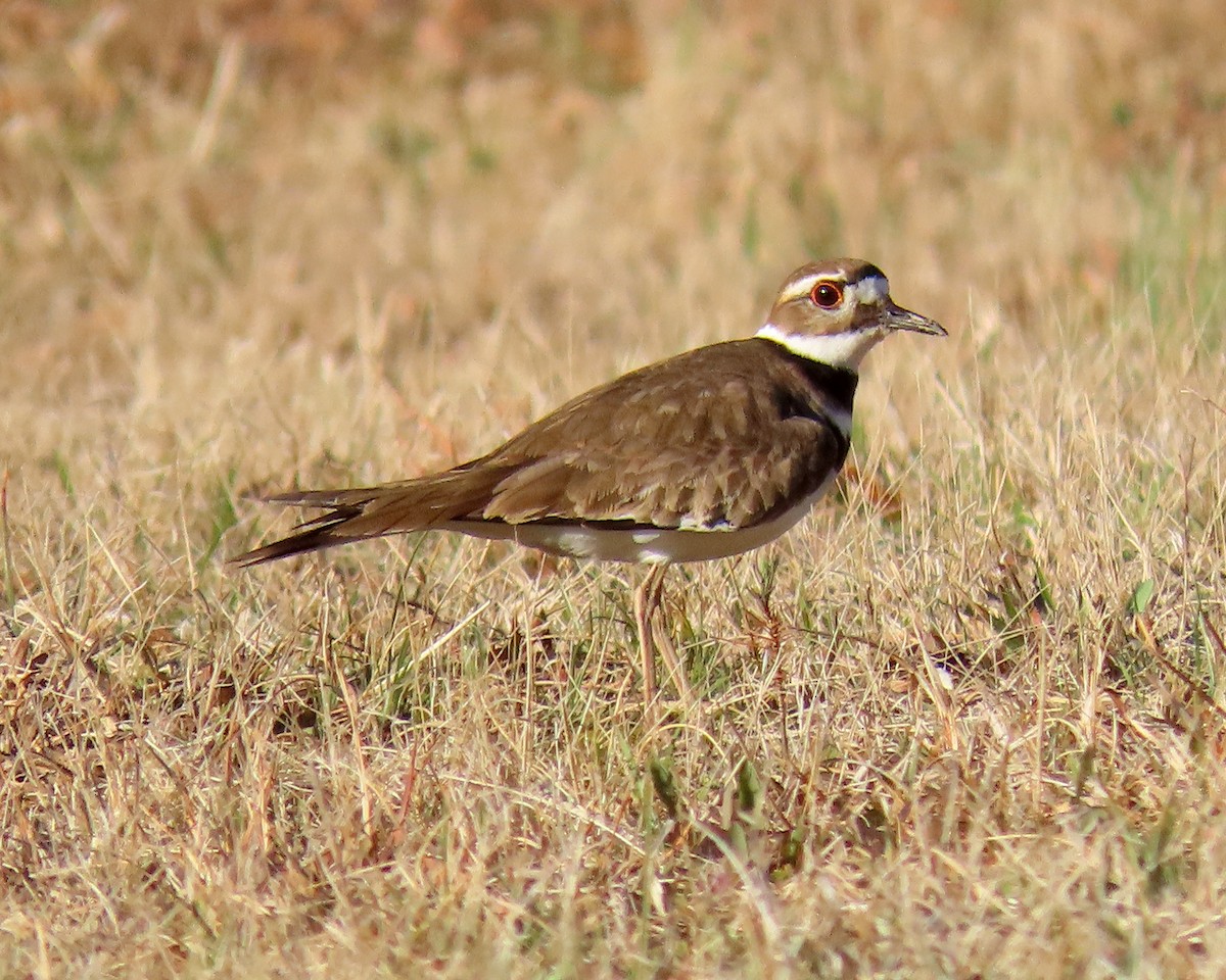 Killdeer - ML426200041