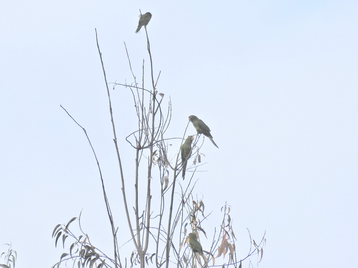 Mitred Parakeet - Chris Burris