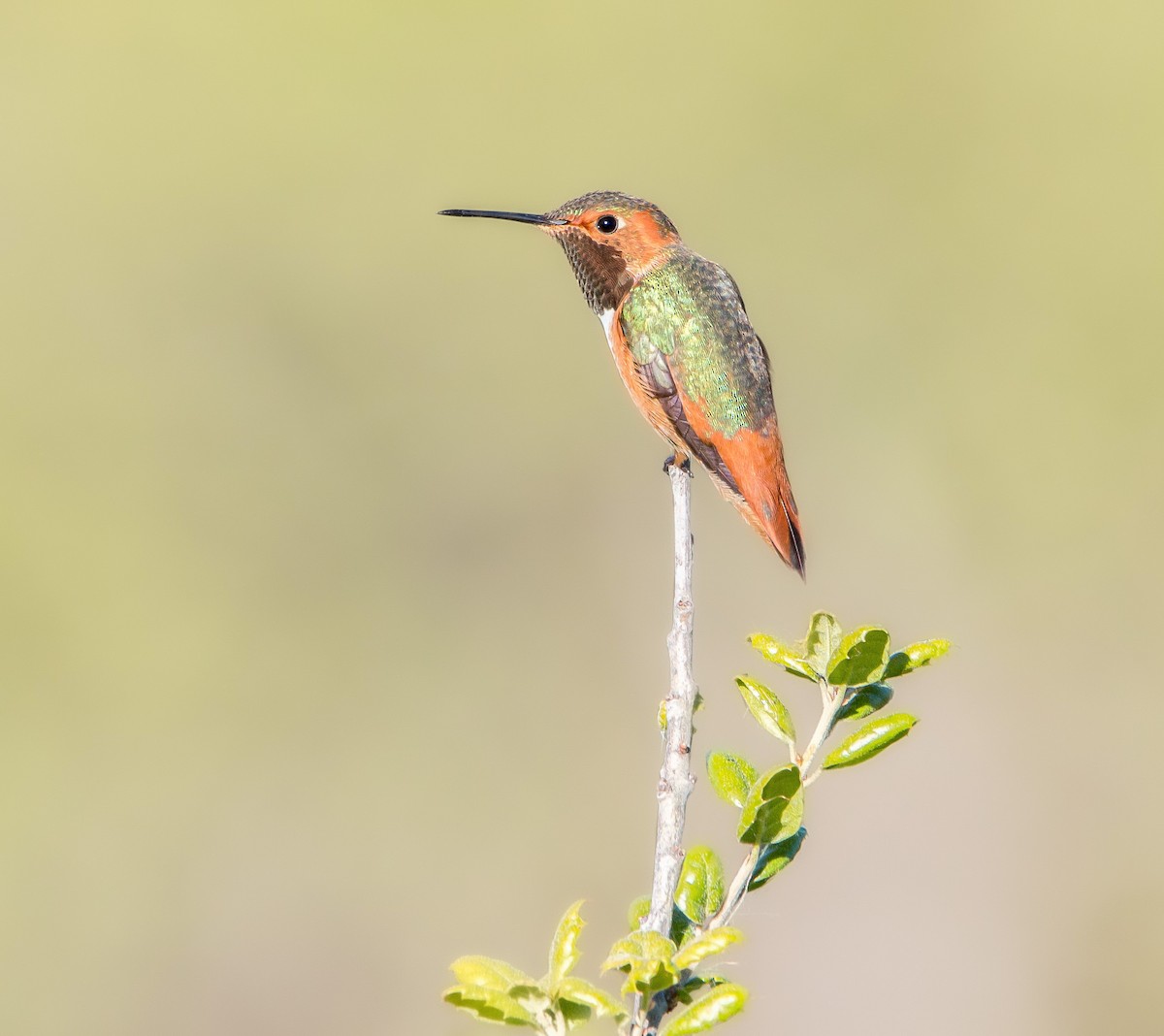 Allen's Hummingbird - ML426200371