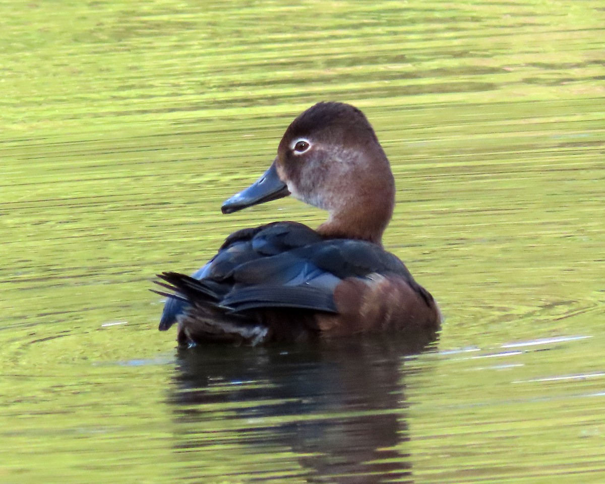 Ring-necked Duck - ML426200491