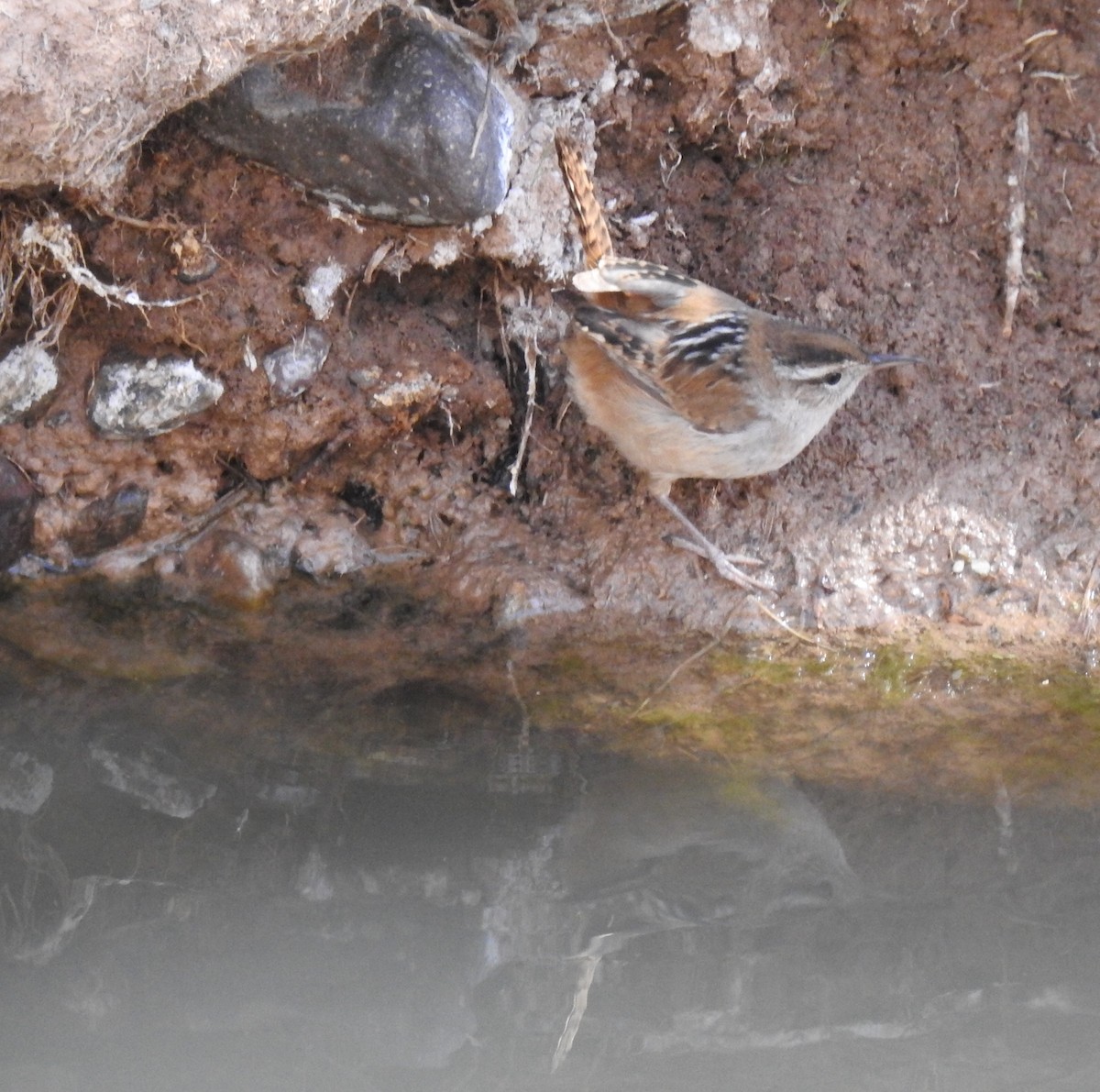 Marsh Wren - ML426201011