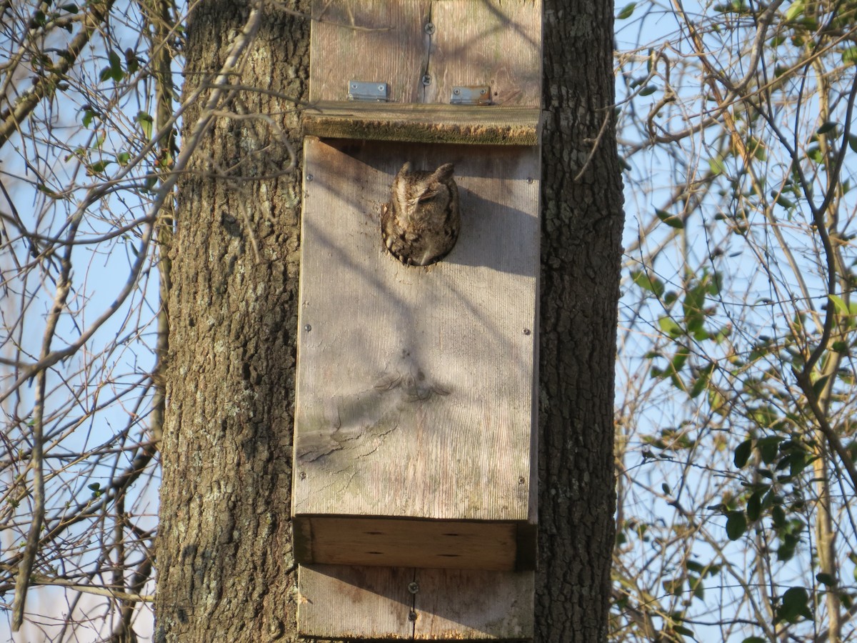 Eastern Screech-Owl - ML426201231