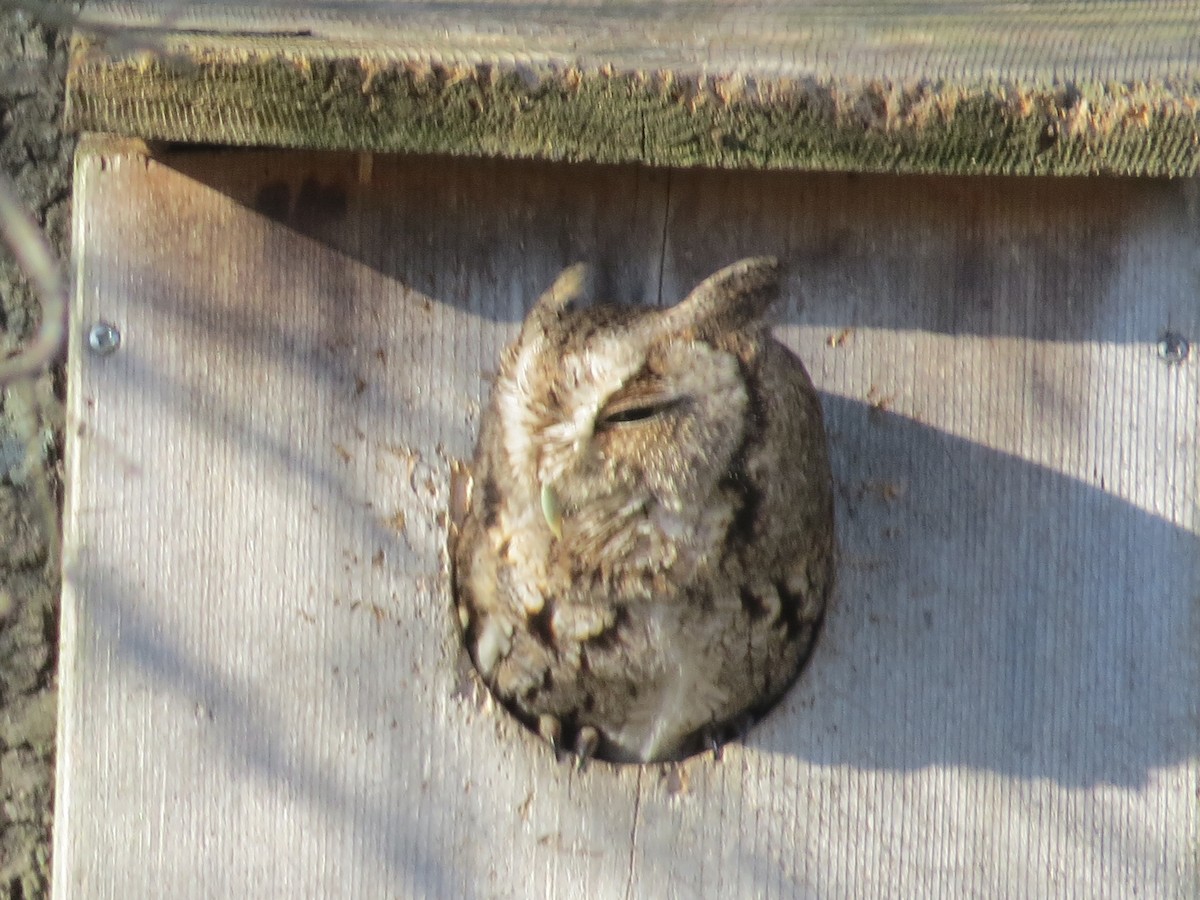 Eastern Screech-Owl - ML426201261