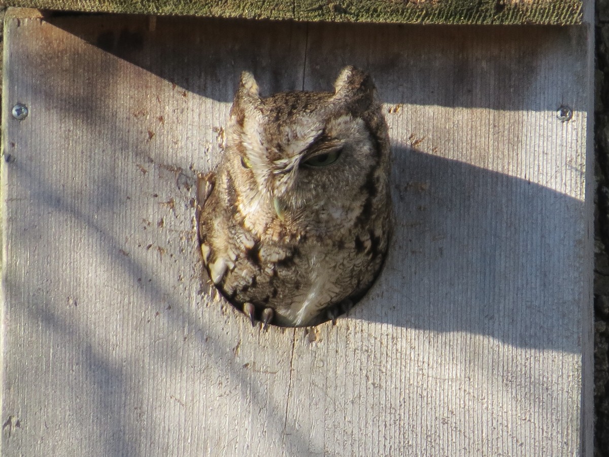 Eastern Screech-Owl - ML426201271