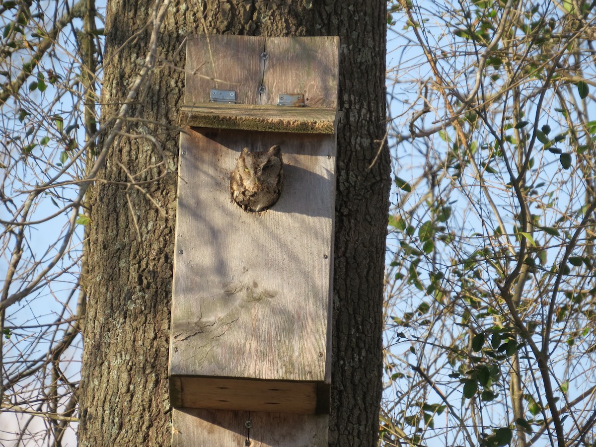 Eastern Screech-Owl - ML426201291