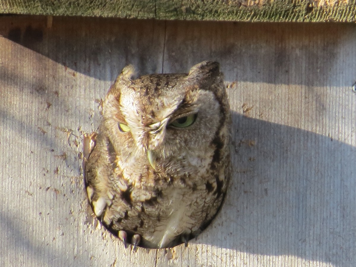 Eastern Screech-Owl - ML426201321