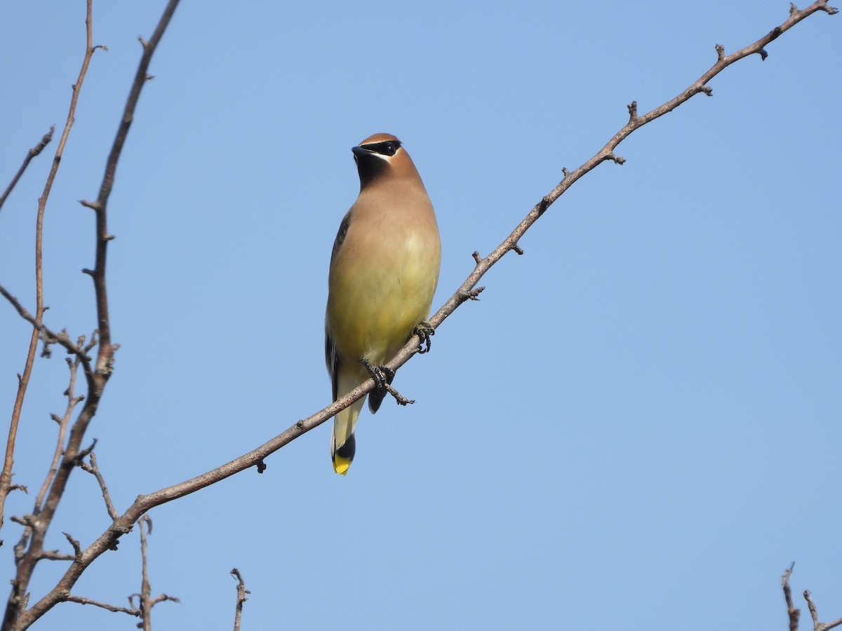 Cedar Waxwing - ML426202551