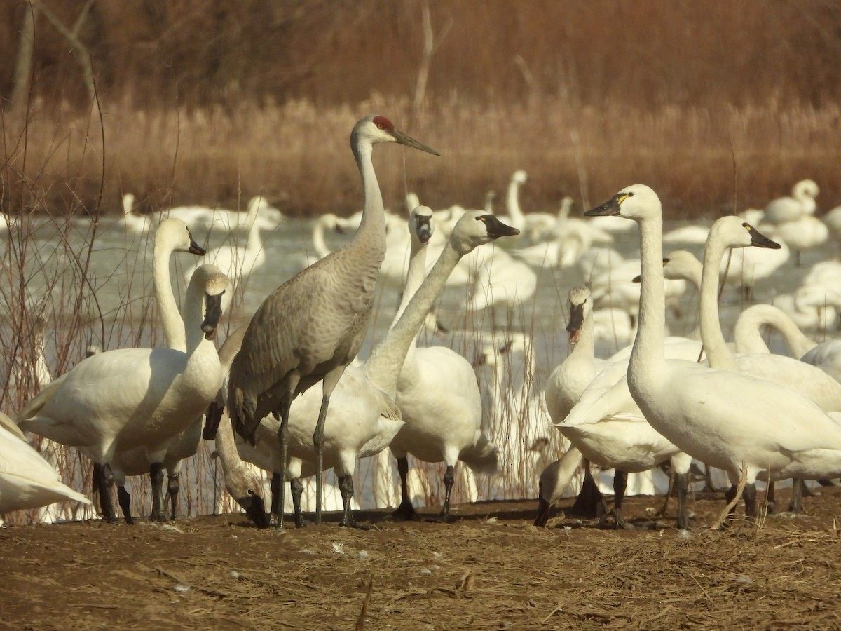 Sandhill Crane - ML426202641