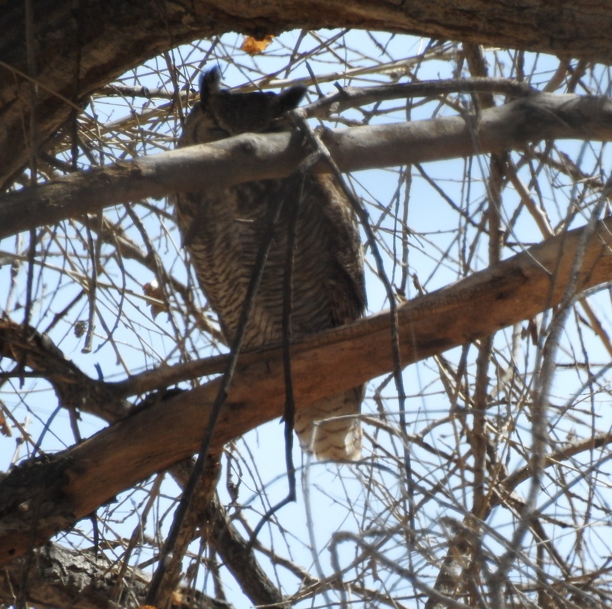 Great Horned Owl - ML426202821