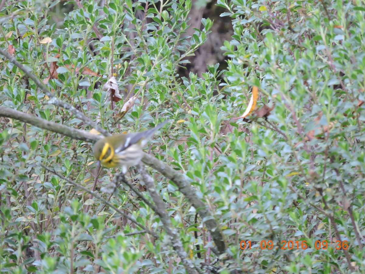 Townsend's Warbler - ML42620421