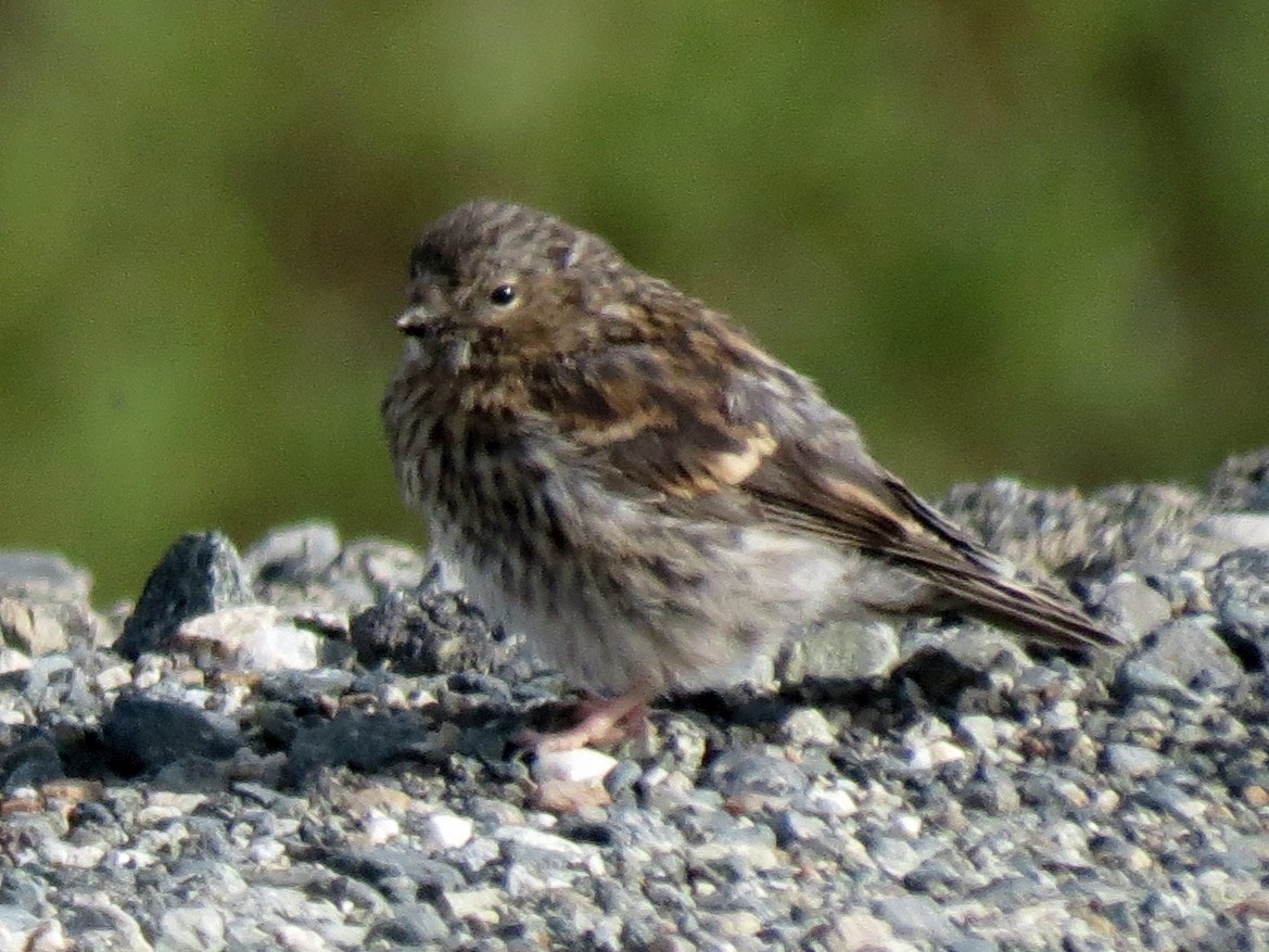 Common Redpoll - Peter Blancher