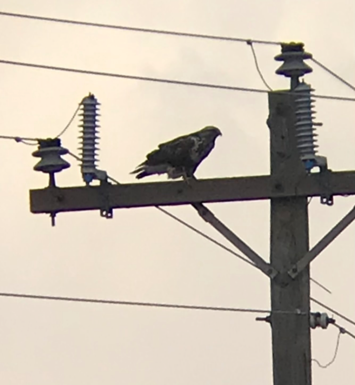 Rough-legged Hawk - ML426205471