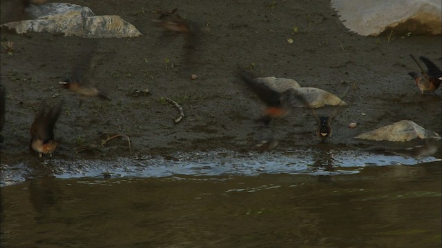 Cliff Swallow - ML426206