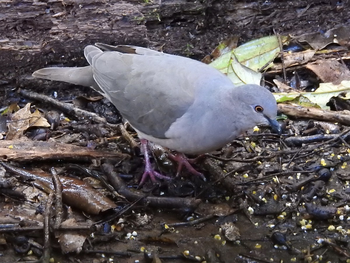 Gray-fronted Dove - ML426207041