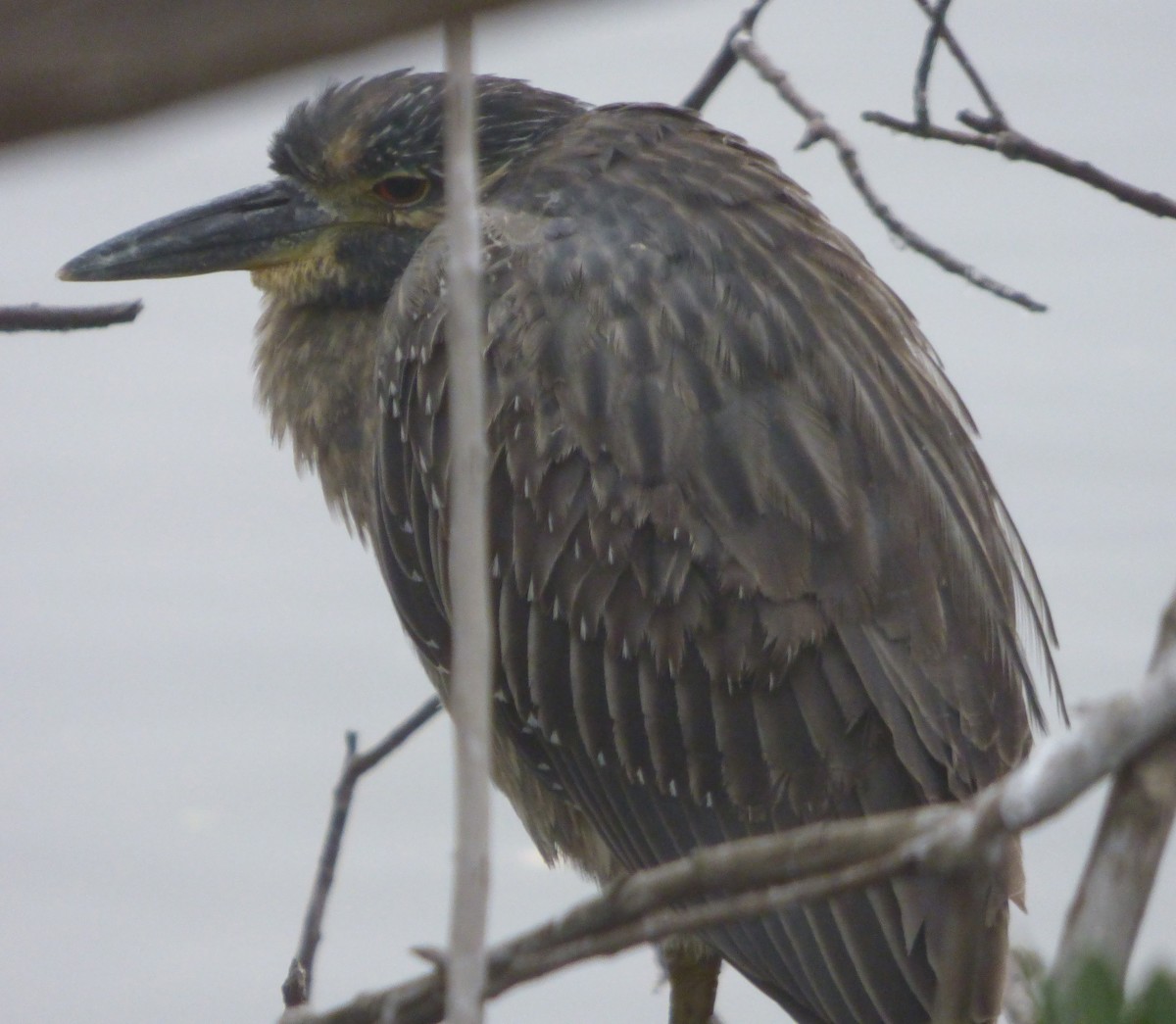 Yellow-crowned Night Heron (Yellow-crowned) - Donna Heim