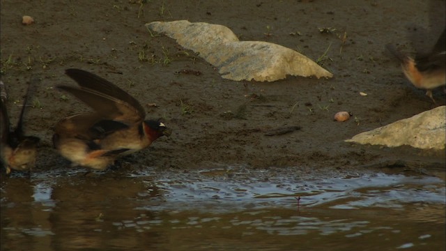 Cliff Swallow - ML426209