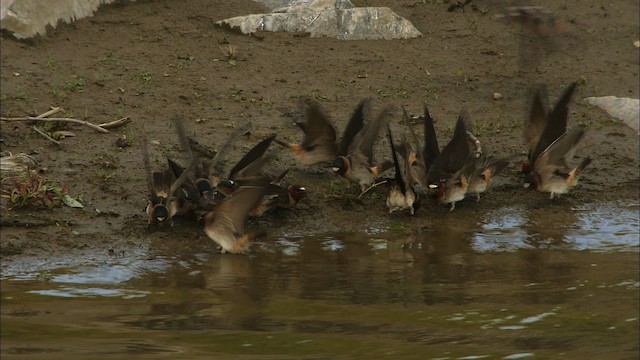 Cliff Swallow - ML426211