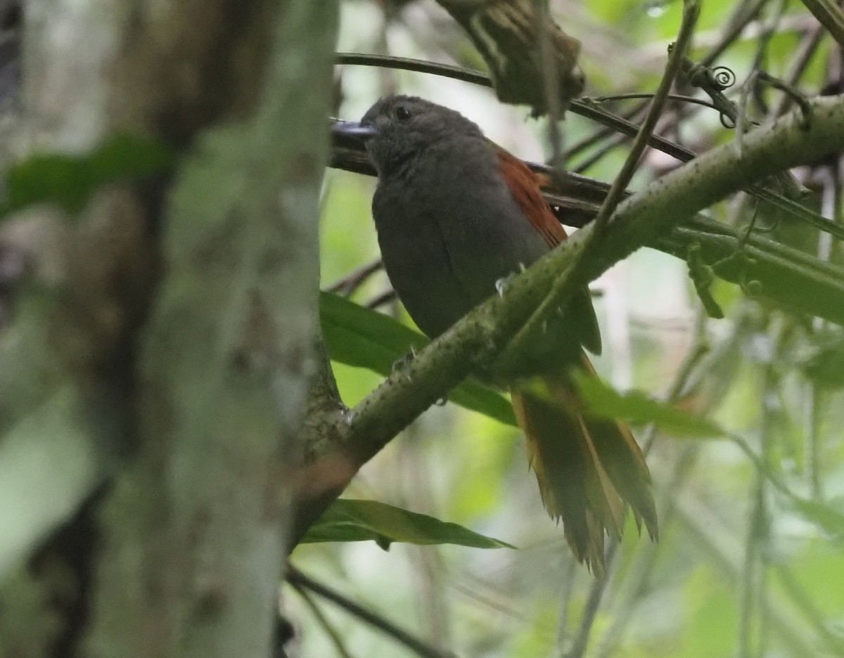 Marañon Spinetail - ML426211241