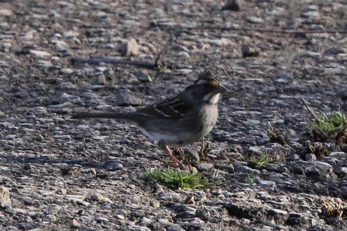 White-throated Sparrow - ML426211861