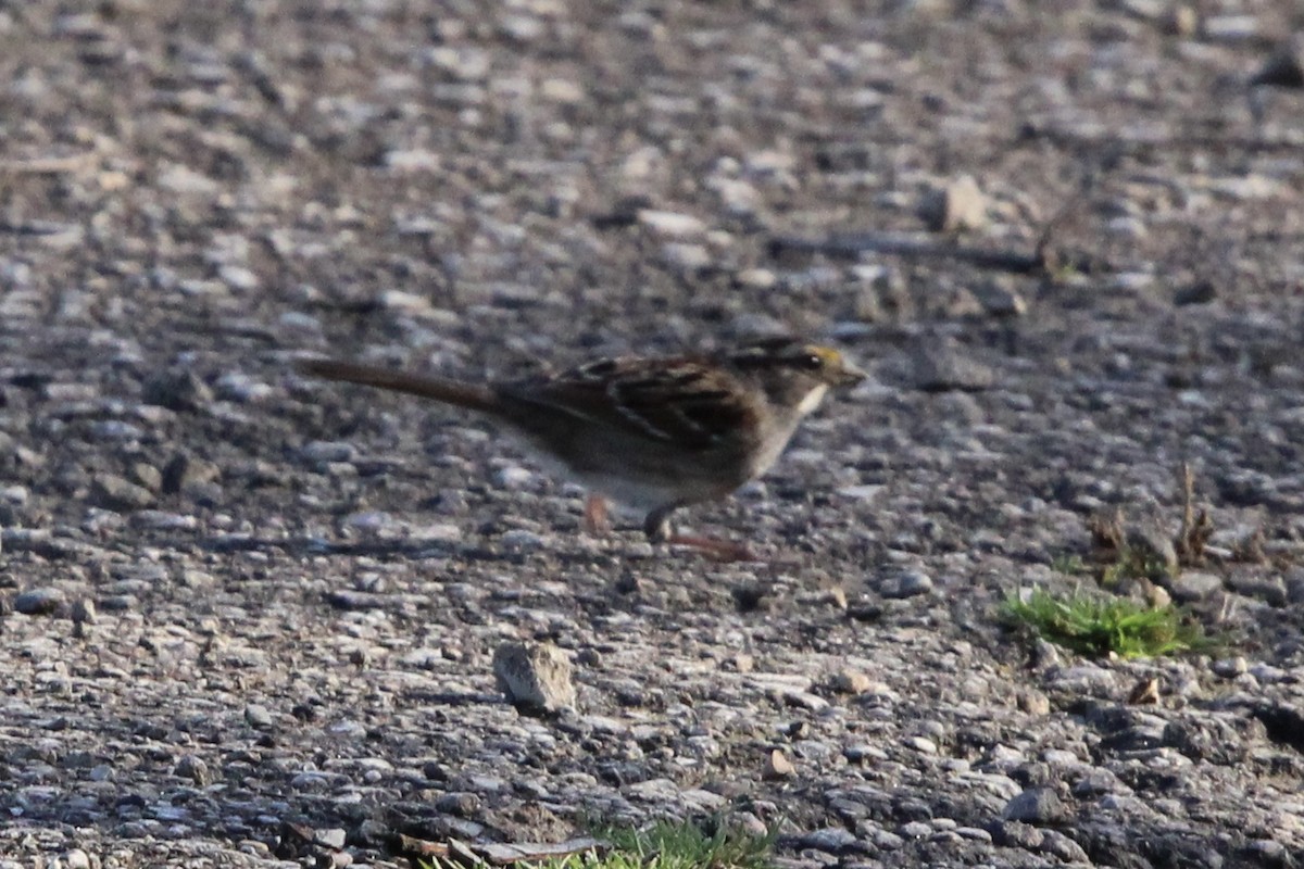 White-throated Sparrow - ML426211871