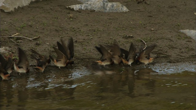 Cliff Swallow - ML426212