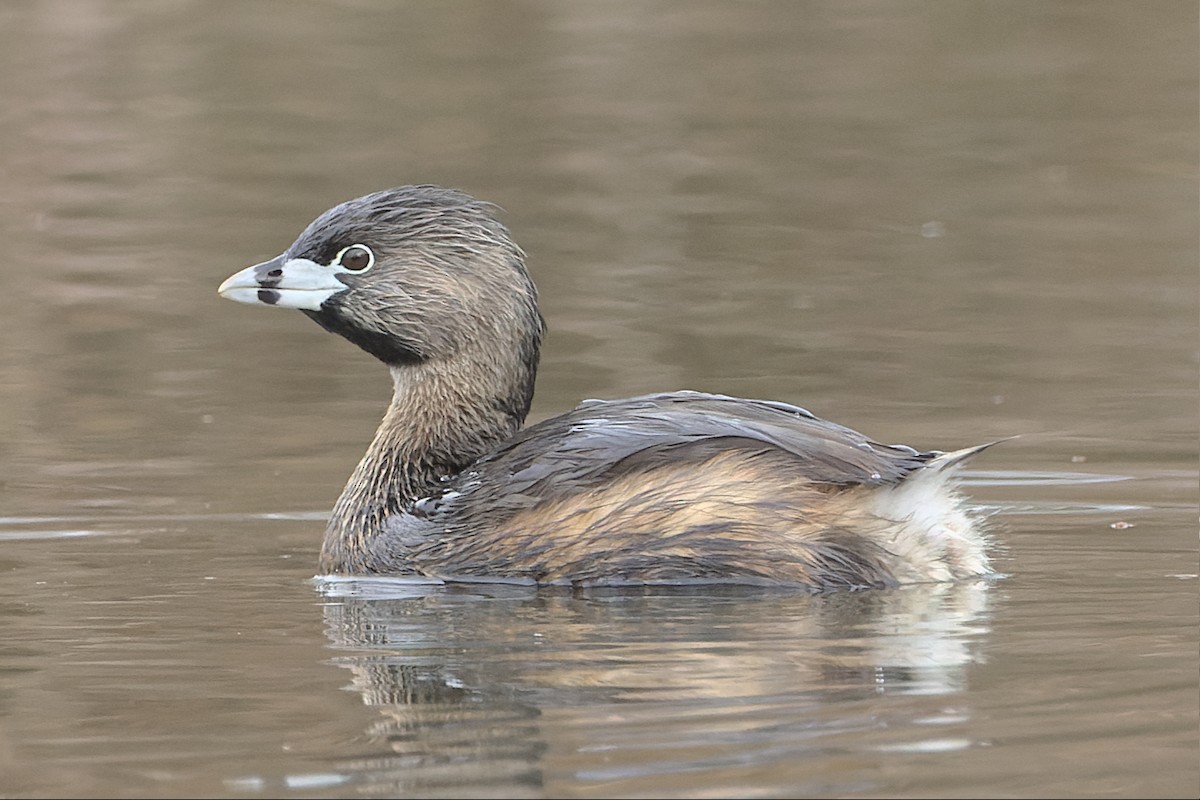 Pied-billed Grebe - Phil Thompson