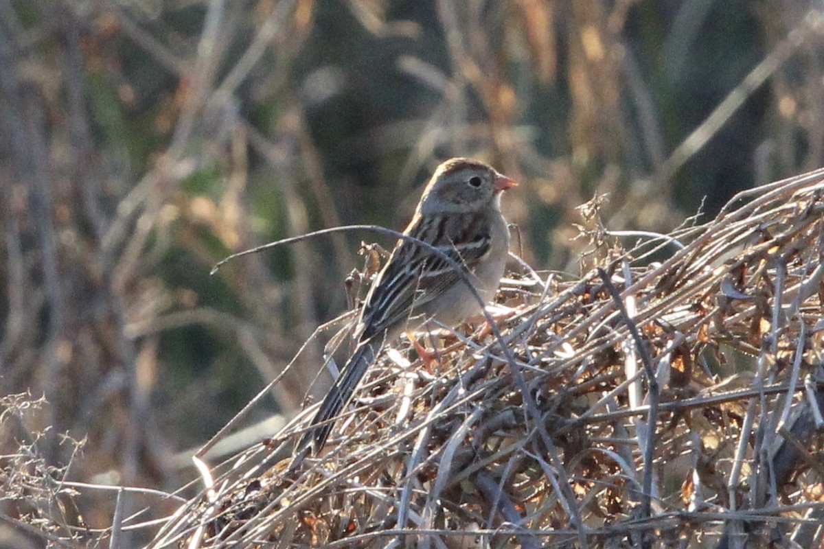 Field Sparrow - ML426212291