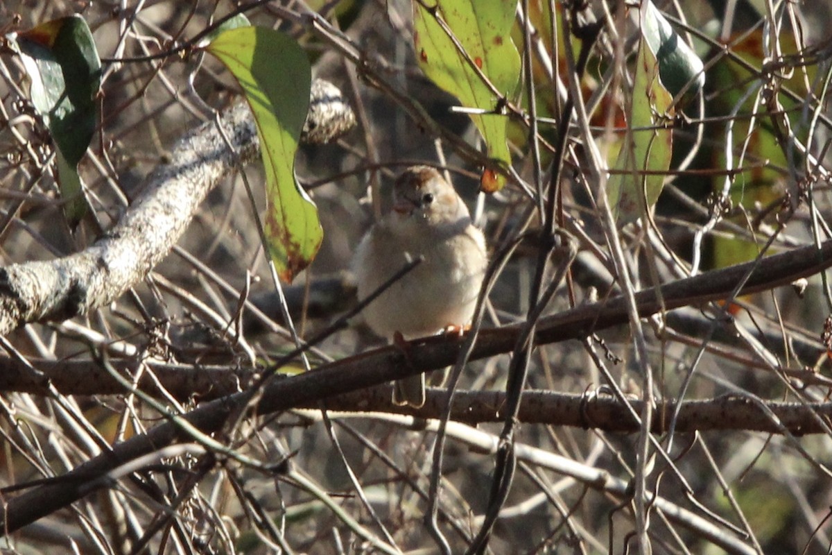 Field Sparrow - ML426212301
