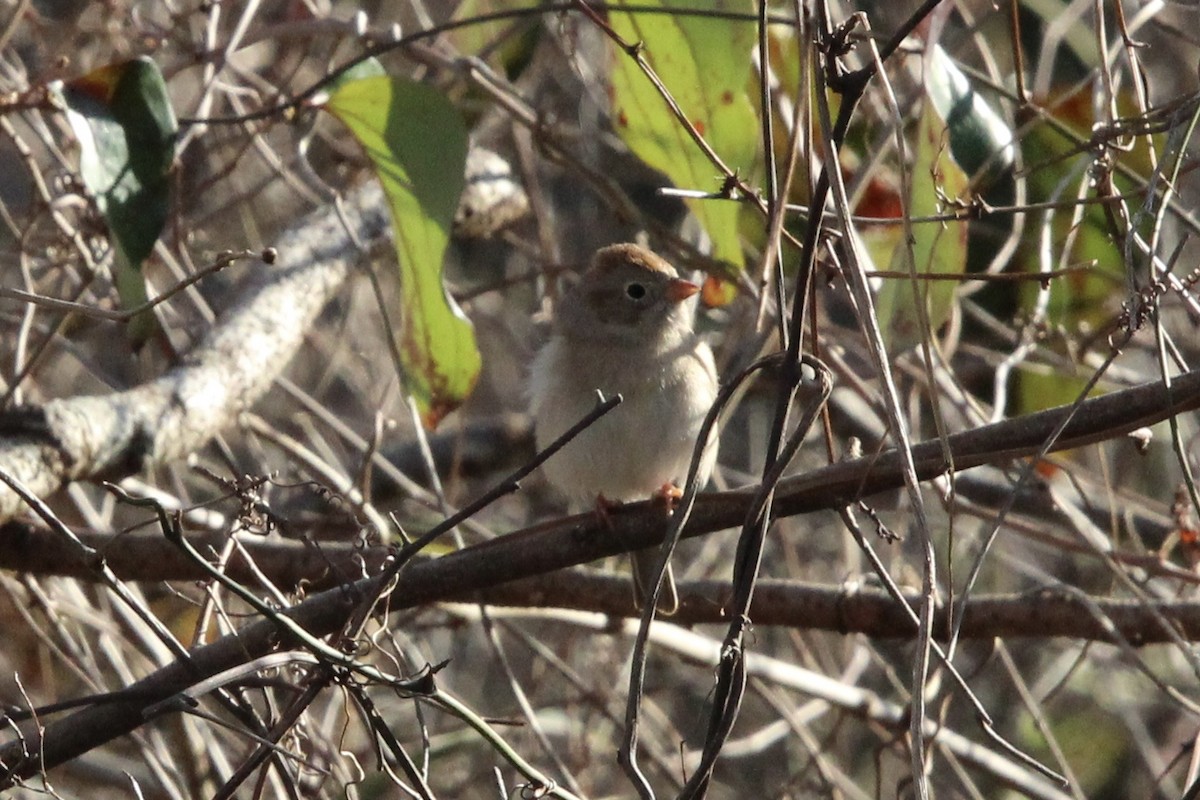 Field Sparrow - ML426212311