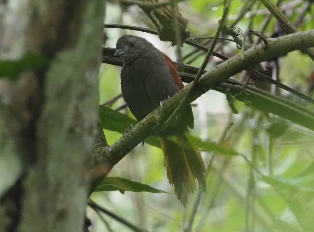 Marañon Spinetail - ML426212481