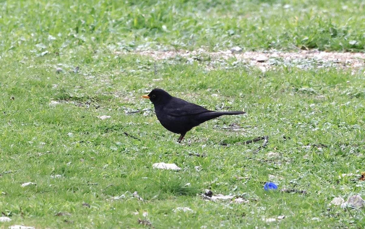 Eurasian Blackbird - ML426214591