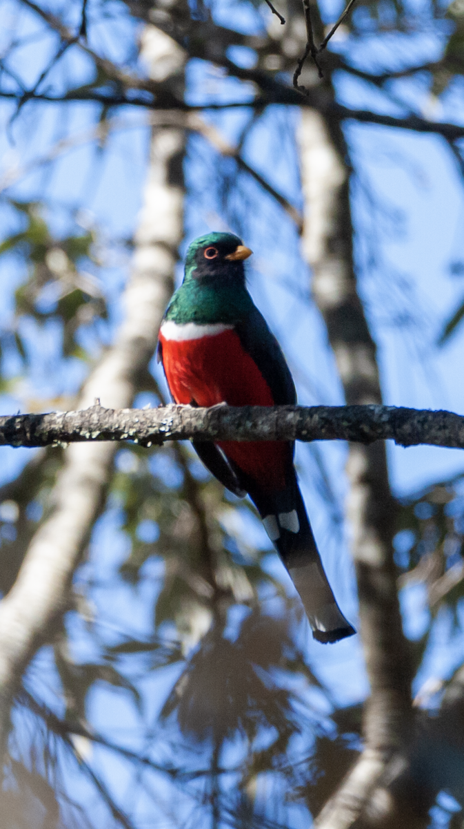 Mountain Trogon - ML426214801