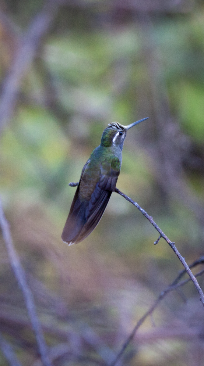 Colibrí Gorjiazul - ML426215091