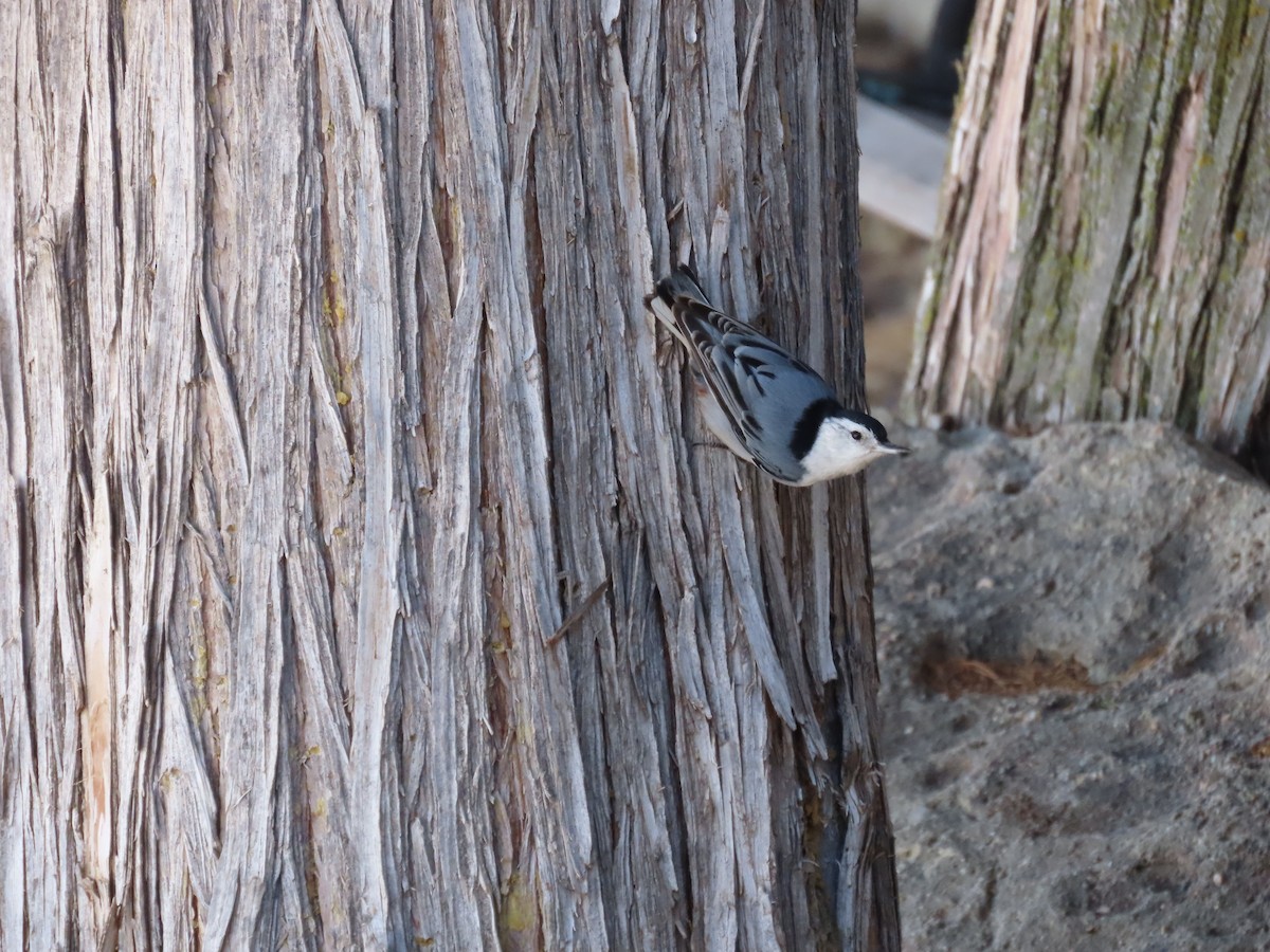 White-breasted Nuthatch - Sandy Morrissey