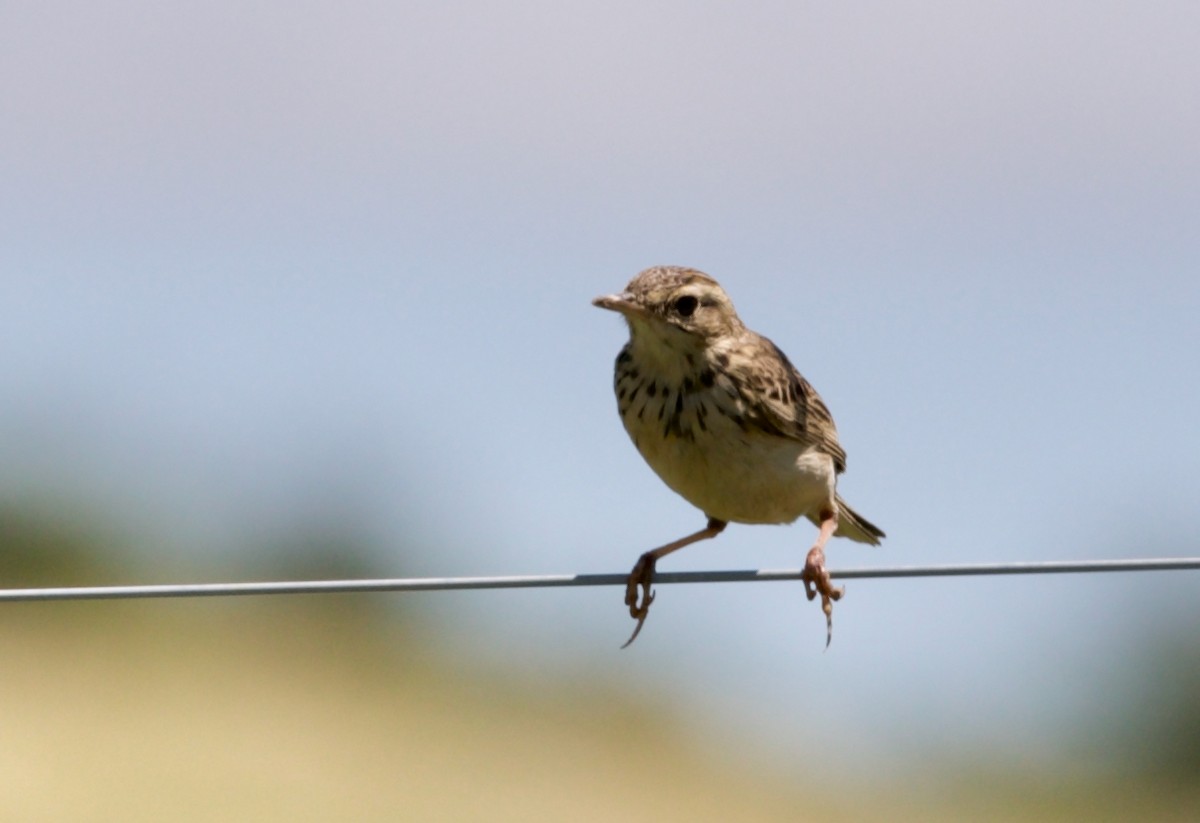 African Pipit - ML426217761